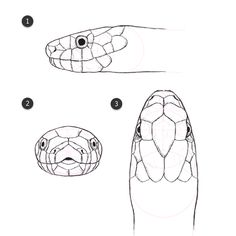 Featured image of post Snake Head Drawing Top